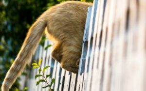 Por que o ser humano não tem cauda? Descoberta genética pode explicar