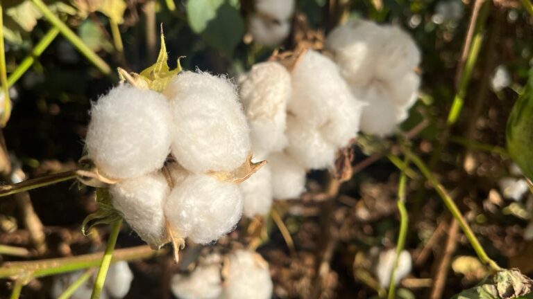 Preços do algodão em pluma iniciam o mês em alta