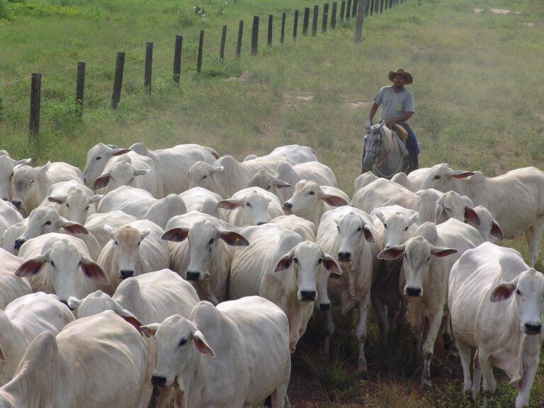 Preços do boi seguem em patamares mais baixos no Brasil
