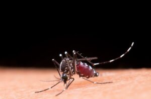 Saiba as diferenças entre sintomas de gripe e da dengue