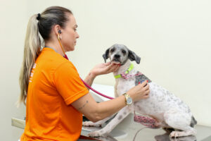 Subea adverte sobre importância da vermifugação de cães e gatos