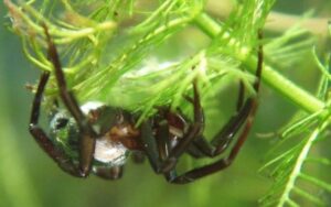 Única espécie de aranha aquática do mundo vive em bolha feita de teia