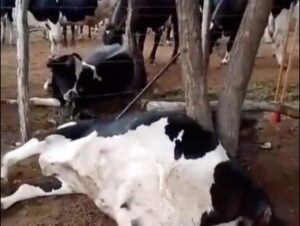 VÍDEO: raio mata 6 vacas avaliadas em cerca de R$ 50 mil