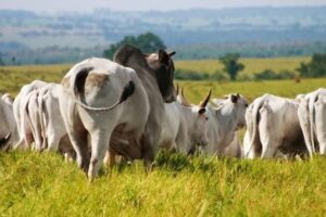 Viu esta? Quantos touros são necessários para repassar vacas inseminadas?