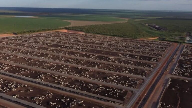 Você viu? Tecnologias estão turbinando a eficiência da engorda do gado no cocho