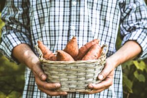 Agricultores inovam com produção de farofa de batata-doce