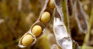 Apesar da safra recorde, PIB do agronegócio cai 2,99% em 2023