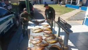 Após denúncia, PMA de Porto Murtinho apreende 136 kg de pescados