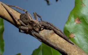 Aranha-armadeira pica criança em MG