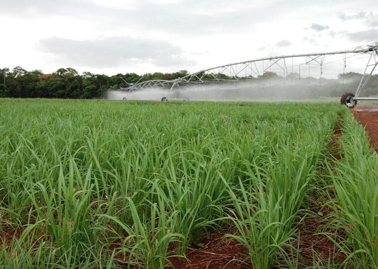 Arroz de terras altas é opção para rotação no Cerrado e ajuda a abastecer mercado nacional