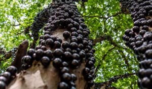 Casca da jabuticaba reduz inflamação e glicemia em pessoas com síndrome metabólica