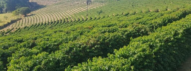 Certifica Minas Café alcança mais de 900 propriedades em 2023