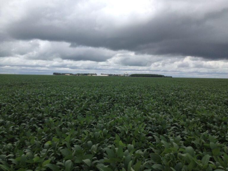 Chuvas ameaçam colheita de soja no Sul e Norte do Brasil