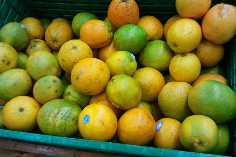 Citros: estoques de suco devem seguir baixos