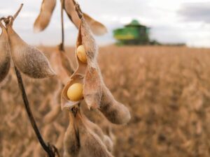 Colheita de soja 2023/24 atinge 69% da área no Brasil, aponta AgRural