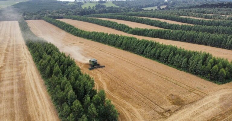 Fazenda no Paraná produz cerveja, carne e lenha na mesma área