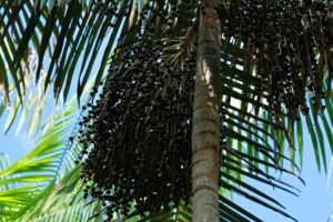 Governo lança primeiro zoneamento agrícola para cultivo do açaí