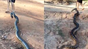 Homem leva multa de R$ 2,5 mil por capturar e arrastar sucuri