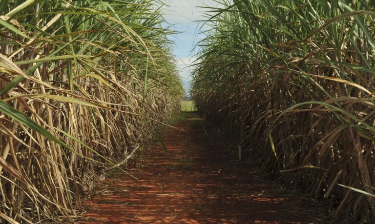 Moagem de cana no Norte-Nordeste cresce 5,3% e supera 52 milhões de toneladas