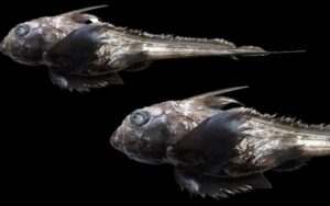 Nova espécie de tubarão-fantasma é descoberta na Tailândia