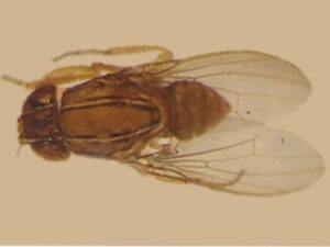 Nova praga de frutíferas é identificada em Santa Catarina