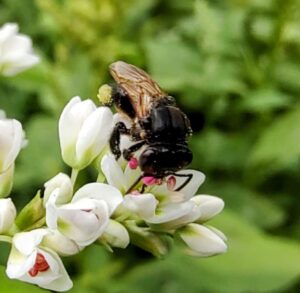 Oferta de flores para abelhas-sem-ferrão é fundamental para o sucesso da atividade, diz pesquisa