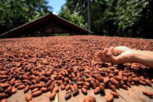 Pará produziu mais de 13 milhões de sementes híbridas de cacau em 2023