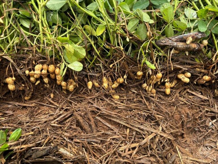 Plantio de amendoim direto na palha reduz custo de produção em até 20% e erosão em 90%