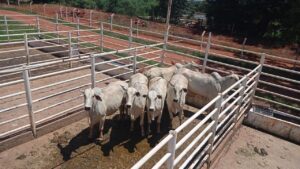 Polícia Militar Rural atua para impedir crimes no campo em todo o MS