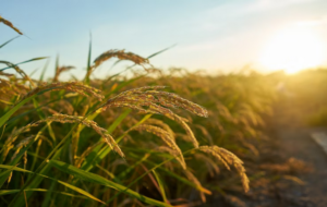 Preço do arroz no Brasil perde força e recua 17% em fevereiro