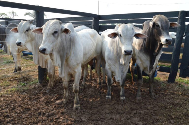 Preços da carne sobem no atacado, mas arroba do boi segue pressionada