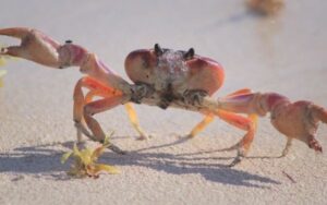 Qual é a diferença entre siri e caranguejo?