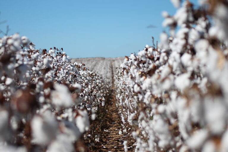 Quebra na safra de algodão nos EUA sustentou preços em NY