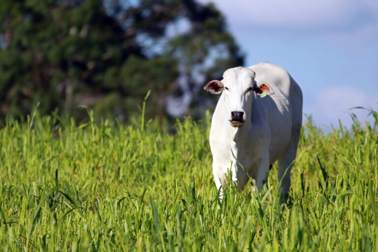 RS: Declaração de Rebanho em 2024 tem novo prazo; confira