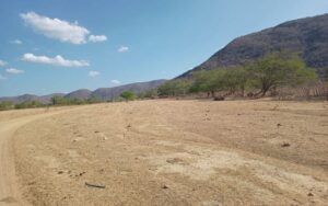 Restauração de áreas degradadas promovem a volta da biodiversidade do solo