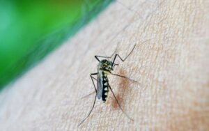 Saiba diferenciar mosquitos parecidos com o da dengue