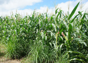 Sistemas integrados de produção aumentam matéria orgânica em solos da Caatinga