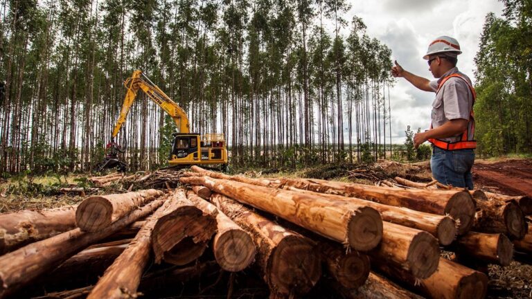 Suzano abre dois processos seletivos para atender operações em MS