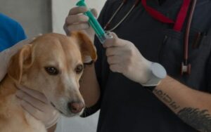 Vacina contra câncer para cães dobra taxa de sobrevivência