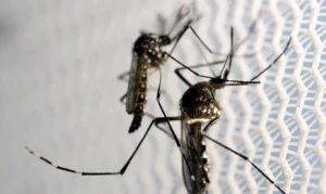 Vacinação contra a dengue será ampliada para mais 154 municípios