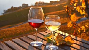 5 curiosidades que todo iniciante no mundo dos vinhos deveria saber