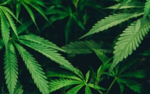 Alemanha legaliza maconha para uso recreativo