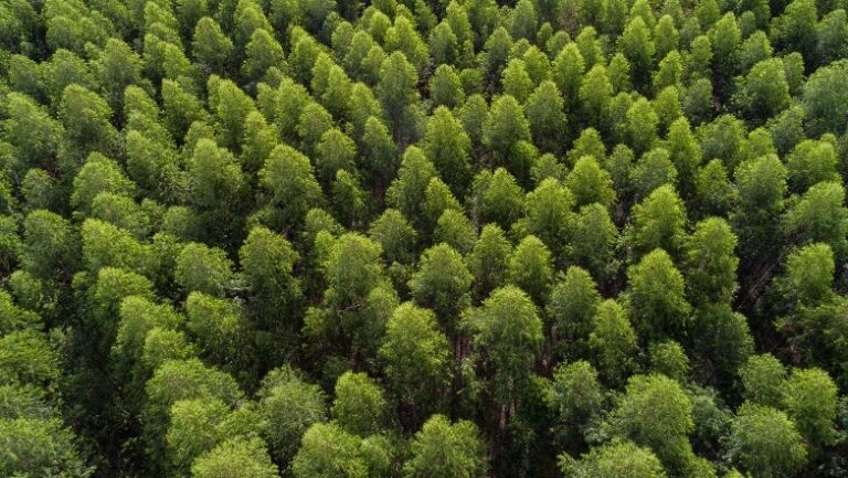 Arauco abre 150 vagas abertas para Operação Florestal em MS