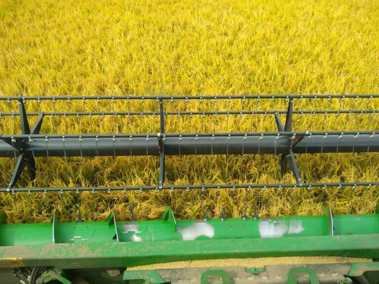 Atraso na colheita sustenta preços do arroz no Brasil