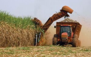 Cana: USDA em Brasília estima moagem de 645 milhões de t no Brasil em 2024/25