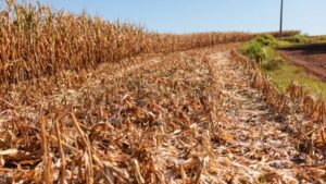 Crédito rural: saiba quem pode fazer a renegociação da dívida