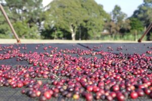 Dia Mundial do Café: São Paulo é berço do maior cafezal urbano do planeta