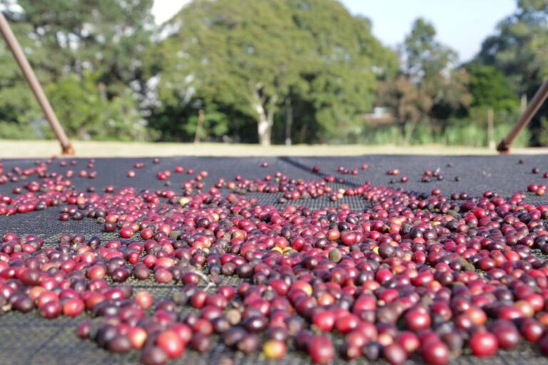 Dia Mundial do Café: São Paulo é berço do maior cafezal urbano do planeta