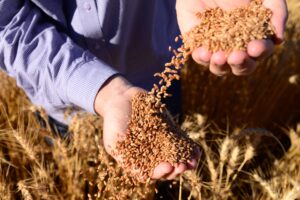 El Niño afeta produção de sementes de trigo no Sul