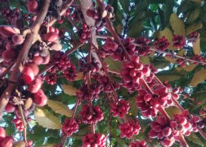 Estudo da Embrapa comprova a sustentabilidade do café na Amazônia